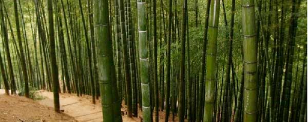 Los pisos de Bambú son ecoamigables