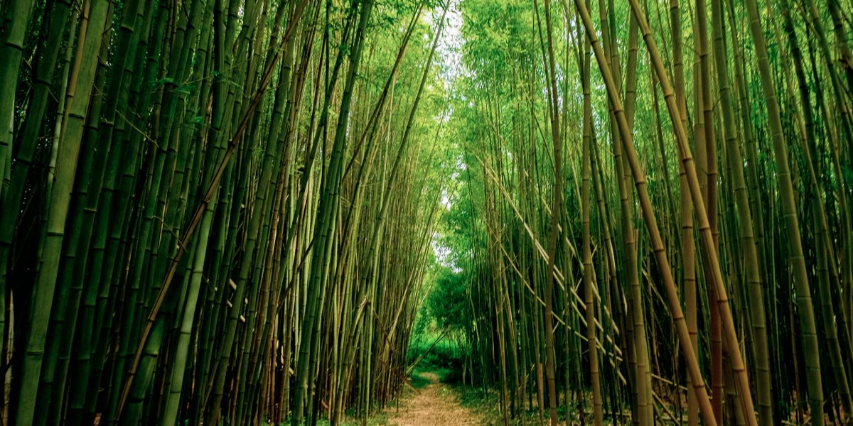 bosque-bambu-2-1920×1329 bosque-bambu-2-1920x1329